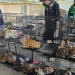 Police rescue hundreds of cats from Vietnam animal theft ring 9 - Egyptian Gazette Cats
