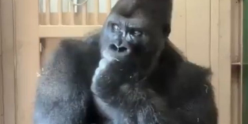 Gorilla