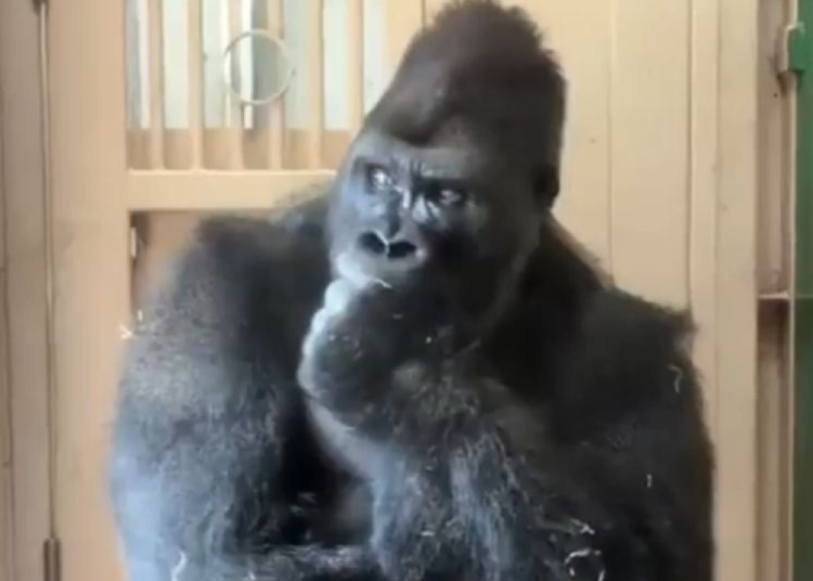Gorilla