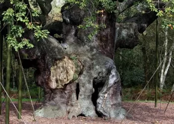 Legendary Robin Hood oak tree dies at 1,200