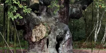 Legendary Robin Hood oak tree dies at 1,200 1 - Egyptian Gazette Legendary Robin Hood oak tree dies at 1,200