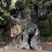 Legendary Robin Hood oak tree dies at 1,200