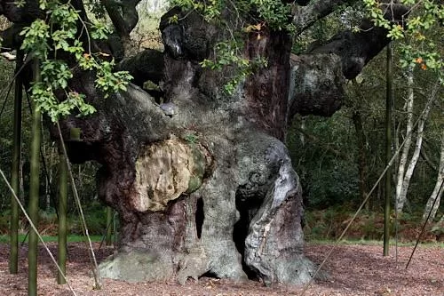 Legendary Robin Hood oak tree dies at 1,200 11 - Egyptian Gazette AP photo