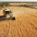 Wheat