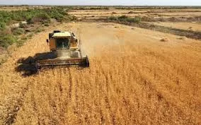 Wheat