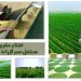 Empowering Future of Egypt to tackle food security, lower living costs 3 - Egyptian Gazette Empowering Future of Egypt to tackle food security, lower living costs