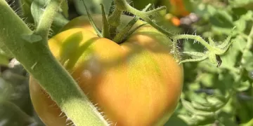 Risks of over-harvesting timing in gardens