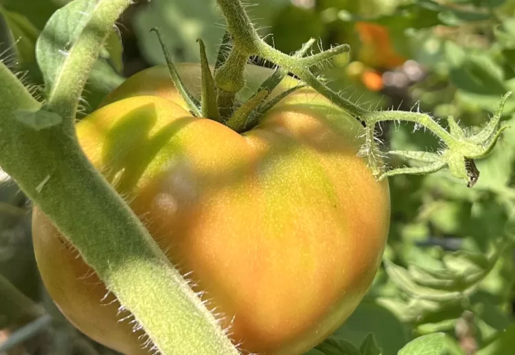 Risks of over-harvesting timing in gardens 11 - Egyptian Gazette