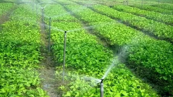 Empowering Future of Egypt to tackle food security, lower living costs 17 - Egyptian Gazette Empowering Future of Egypt to tackle food security, lower living costs 16 - Egyptian Gazette