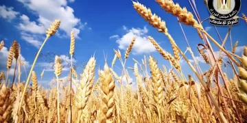 Quashing reports on decline of strategic crop cultivation 1 - Egyptian Gazette Quashing reports on decline of strategic crop cultivation