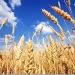 Quashing reports on decline of strategic crop cultivation 6 - Egyptian Gazette Quashing reports on decline of strategic crop cultivation