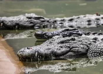 Israel approves crocodiles for prison security