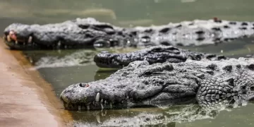 Israel approves crocodiles for prison security 1 - Egyptian Gazette Israel approves crocodiles for prison security