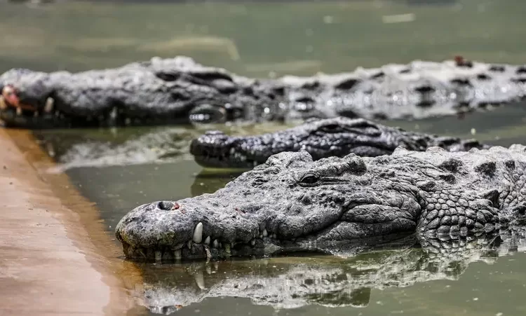 Israel approves crocodiles for prison security 13 - Egyptian Gazette Israel approves crocodiles for prison security 12 - Egyptian Gazette