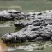 Israel approves crocodiles for prison security 3 - Egyptian Gazette Israel approves crocodiles for prison security