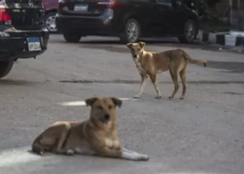 Stray dogs