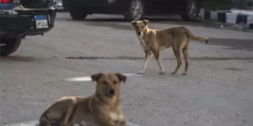 Stray dogs