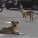 Egypt unveils unified strategy to manage stray animals 2 - Egyptian Gazette Stray dogs