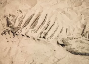 210-million-year-old dinosaur reveals lost world