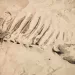 210-million-year-old dinosaur reveals lost world