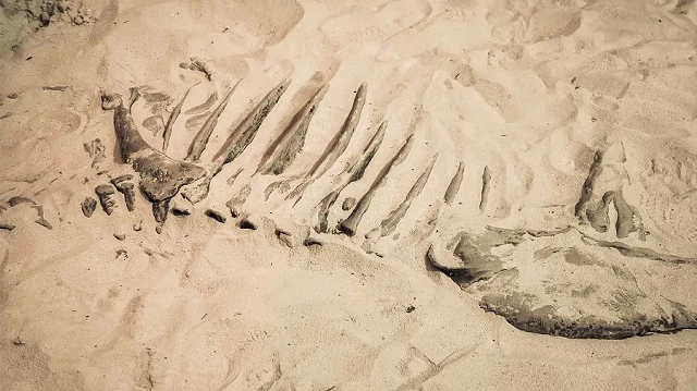 old dinosaur reveals lost world