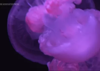 Mesmerising jellyfish take centre stage at US museum