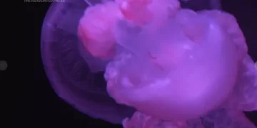 Mesmerizing jellyfish take center stage at US museum