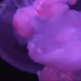 Mesmerizing jellyfish take center stage at US museum