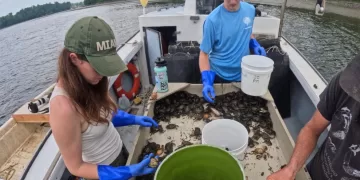 Invasive green crabs are bad for the environment 1 - Egyptian Gazette Invasive green crabs are bad for the environment