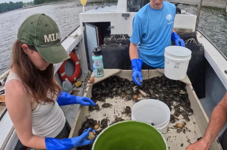 Invasive green crabs are bad for the environment 12 - Egyptian Gazette Invasive green crabs are bad for the environment 11 - Egyptian Gazette