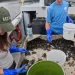 Invasive green crabs are bad for the environment 2 - Egyptian Gazette Invasive green crabs are bad for the environment
