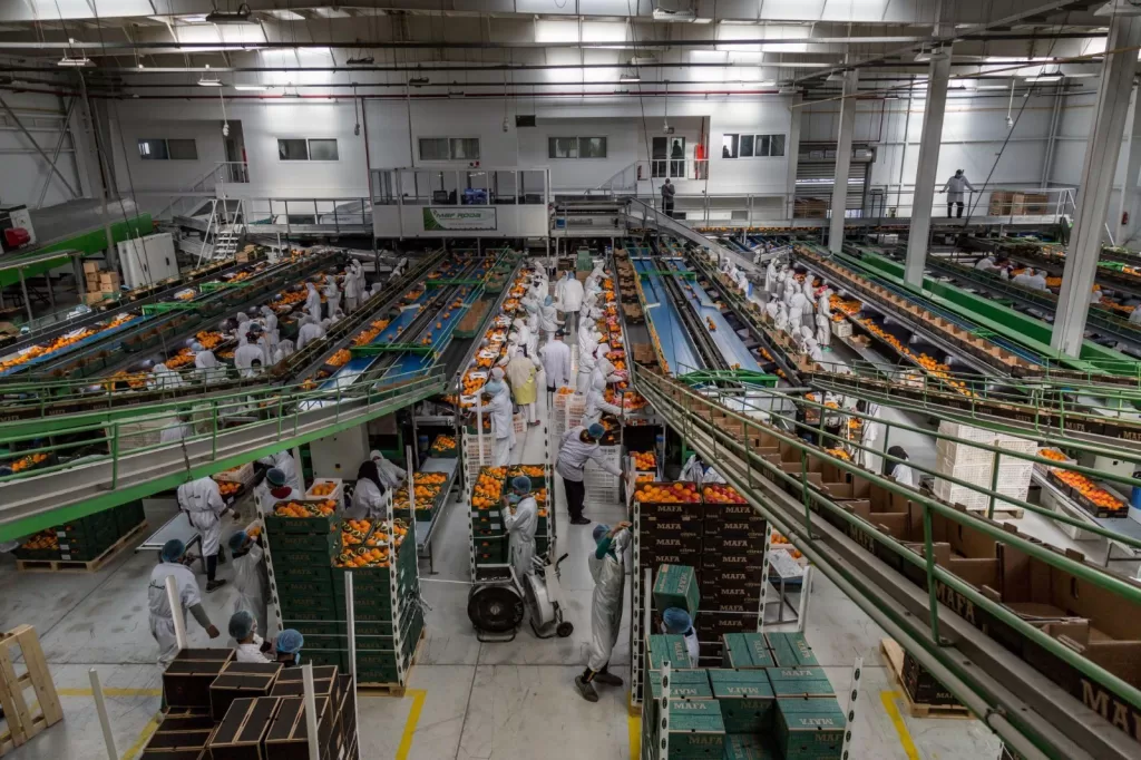 Taking export support to the factory floor 13 - Egyptian Gazette
