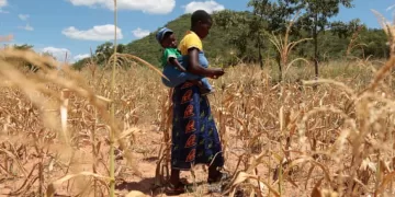 El Niño could push 50m people into acute hunger