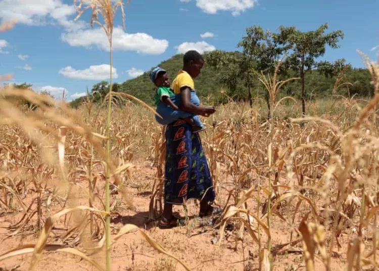 El Niño could push 50m people into acute hunger 12 - Egyptian Gazette