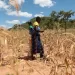 El Niño could push 50m people into acute hunger 2 - Egyptian Gazette El Niño could push 50m people into acute hunger