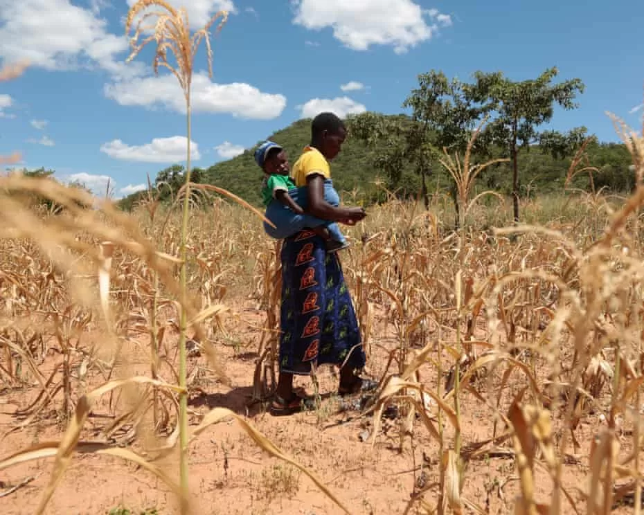 El Niño could push 50m people into acute hunger 13 - Egyptian Gazette El Niño could push 50m people into acute hunger 12 - Egyptian Gazette