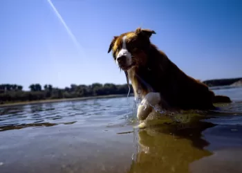 Dogs can distinguish between emotions in a human face