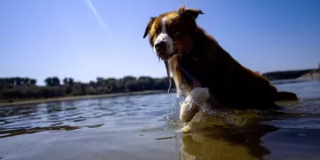 Dogs can distinguish between emotions in a human face