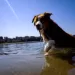 Dogs can distinguish between emotions in a human face 2 - Egyptian Gazette Dogs can distinguish between emotions in a human face