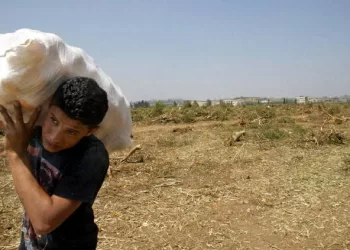 UN: 3% of Gaza cropland accessible, undamaged