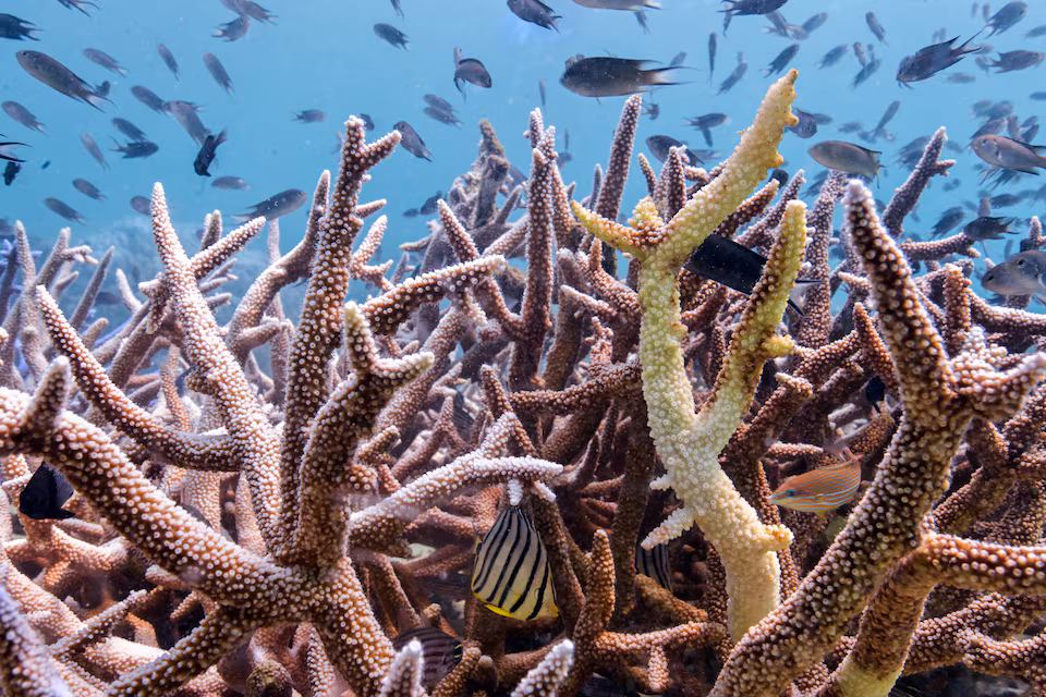 Corals