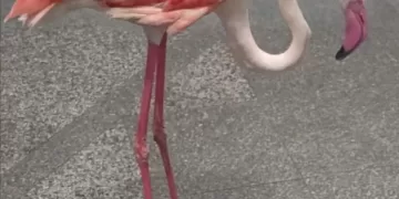 Flamingo