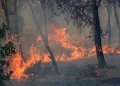 Wildfires kill 12 people across Algeria