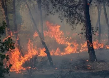 Wildfires kill 12 people across Algeria