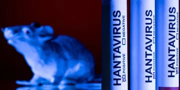 Hantavirus found in French tourist isolated in Spain 1 - Egyptian Gazette Hantavirus found in French tourist isolated in Spain