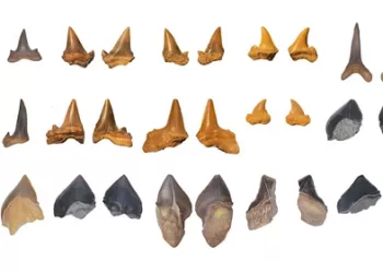 Ancient shark graveyard reveals rich Cretaceous ecosystem in Egypt