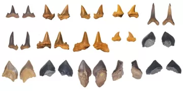 Ancient shark graveyard reveals rich Cretaceous ecosystem in Egypt