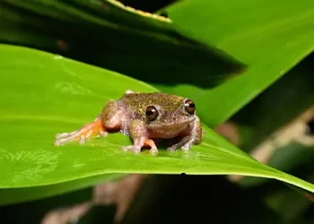 Nighttime ‘coffee frog’ found in Costa Rica