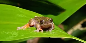 Nighttime ‘coffee frog’ found in Costa Rica