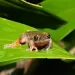 Nighttime ‘coffee frog’ found in Costa Rica